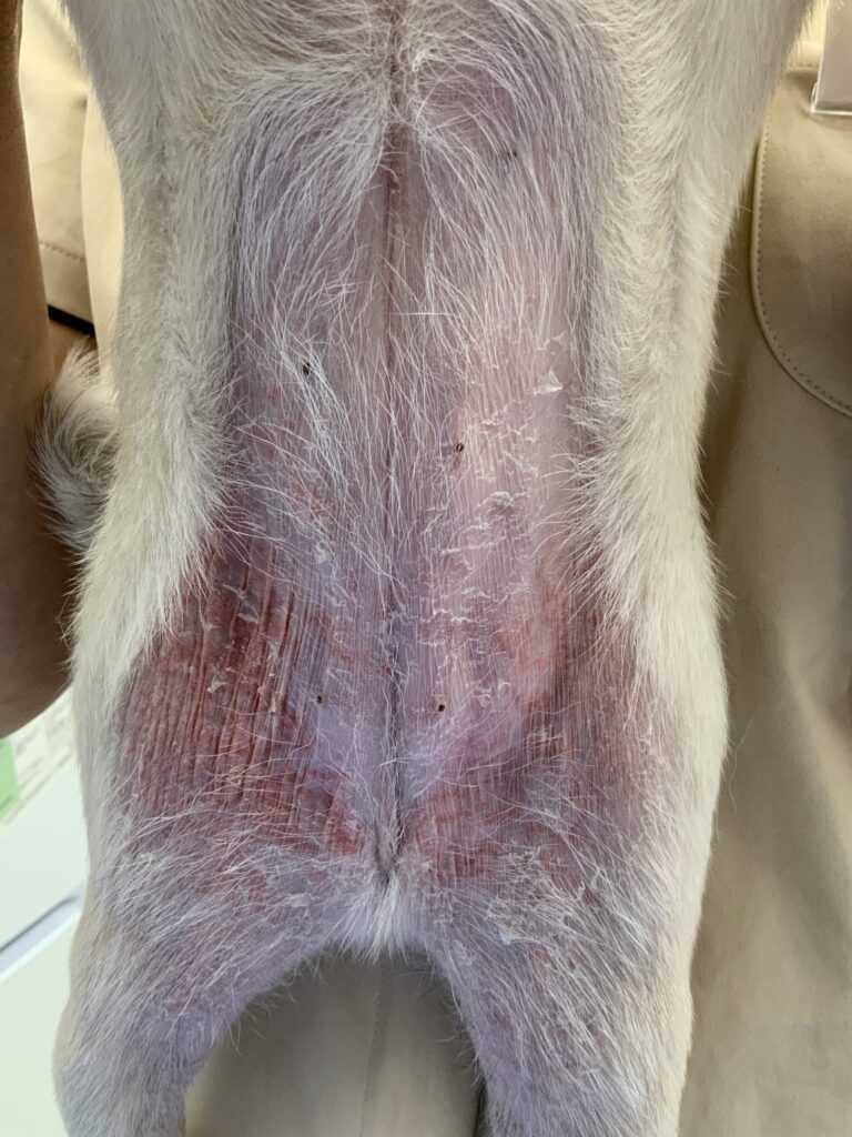 犬 ステロイド 副作用